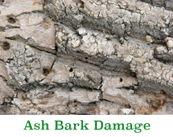 Coon Rapids Emerald Ash Borer Damage
