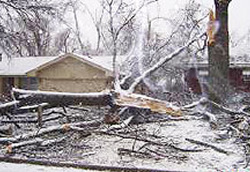Ice Storm Tree Damage Coon Rapids, MN