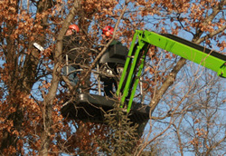 We specialize in tree trimming, tree removal and tree services in the Twin Cities of Minneapolis and St. Paul