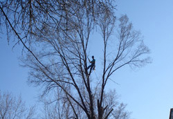 Tree restoration Minneapolis