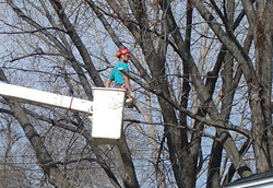 We specialize in tree trimming, tree removal and tree services in the Twin Cities of Minneapolis and St. Paul