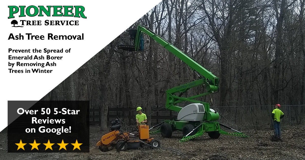 Winter Ash Tree Removal Andover, MN