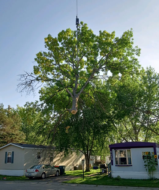 Tree Removal Services for Mobile Home Parks